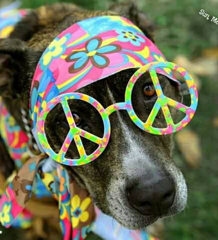 17991232_455518734786681_3072665513013277113_n