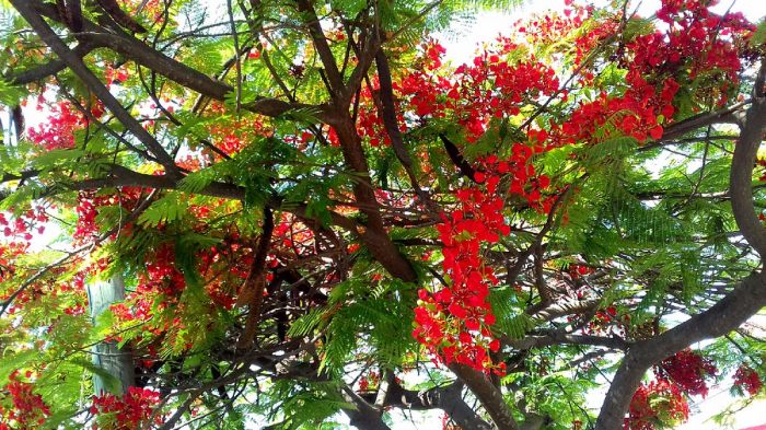 34375510612_ce5fda6900_b