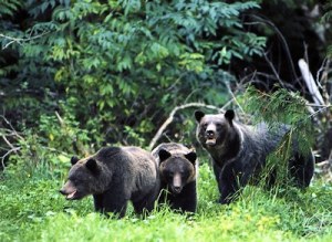 img_tour_2012_grizzly_bears_02
