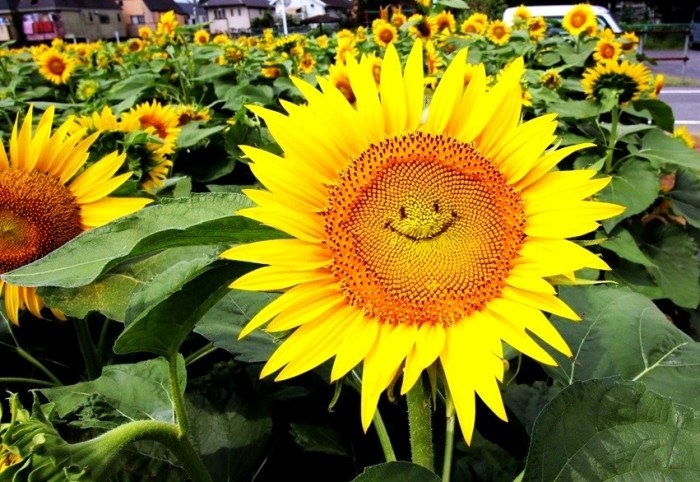 tumblr_nsbysuhOY21som6aeo4_1280