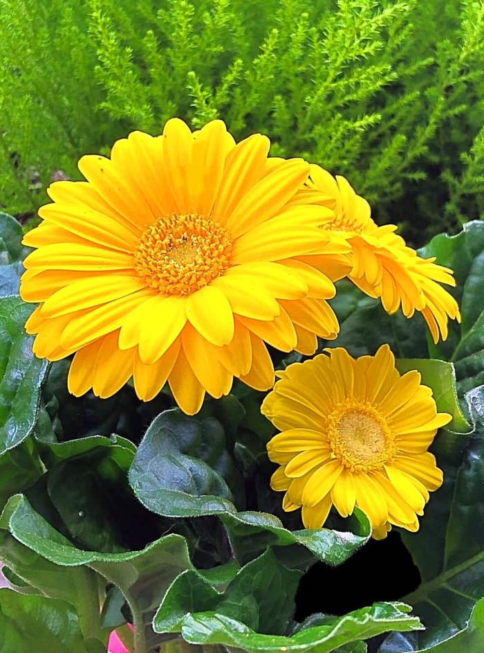 56567326_1093378947512290_3916693725056598016_o