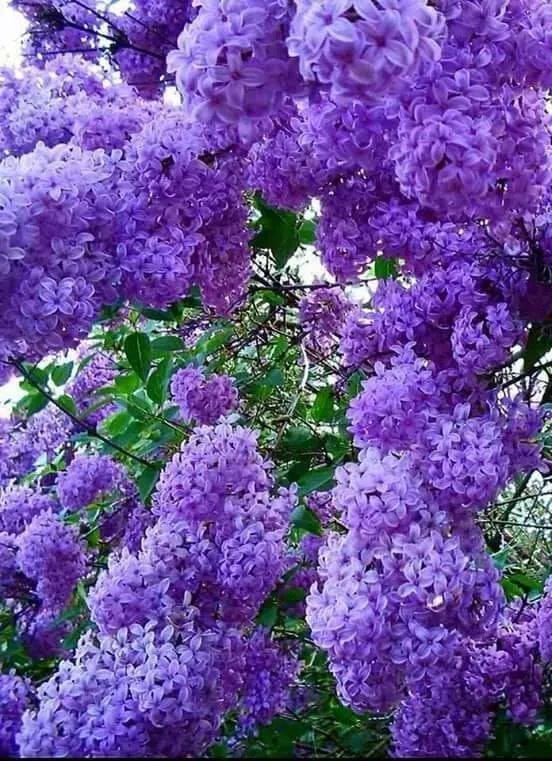 56697067_2173695279381515_8920670756241670144_n