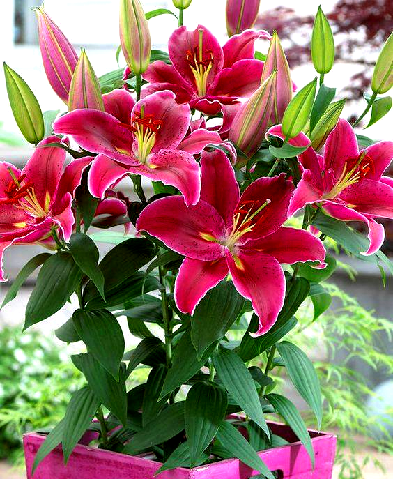 57024043_854745128203680_3720773569169326080_n