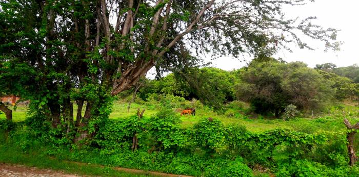 Front yard San Nicolas.jpg