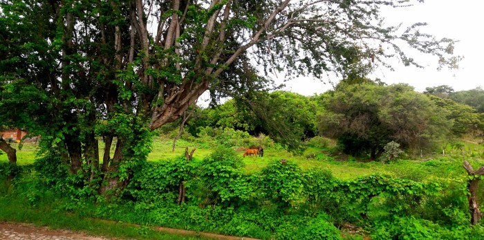 Front yard San Nicolas