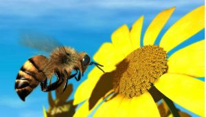 honey-bee-fly-flower-fight-daisy-wings-photo