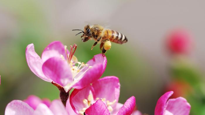 honeybee-pink-flower.ngsversion.1473419912581.adapt.1900.1