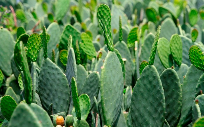 milpa-alta-es-el-mayor_0_5_960_598